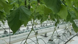 Advait Global Advait Global