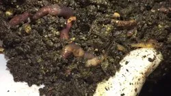 Future Organic System Future Organic System