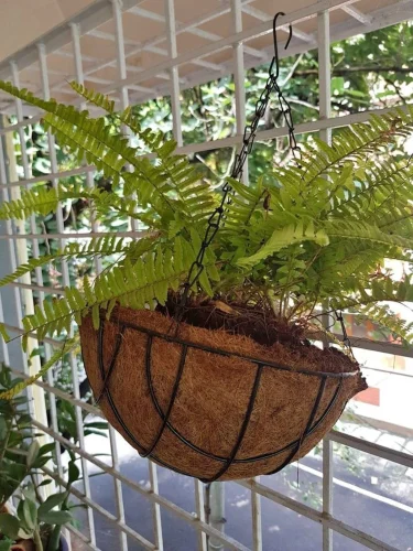24 Inches Coco Coir Pot 24 Inches Coco Coir Pot