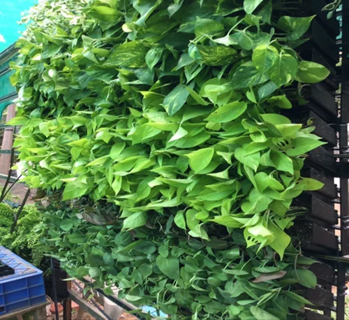 Vertical Garden (Natural) Vertical Garden (Natural)