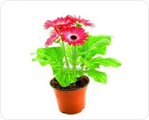 Gerbera Discs Gerbera Discs