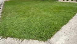 Green Mexican Grass Green Mexican Grass